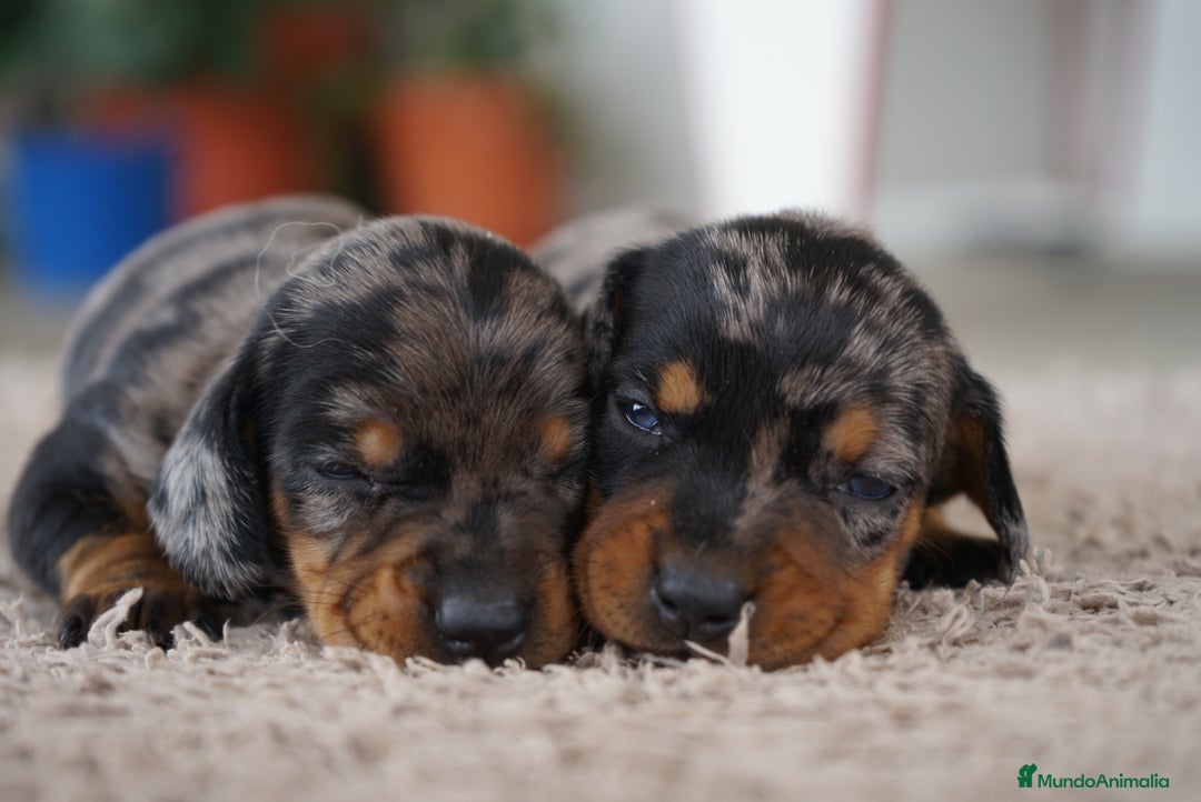 Teckel Miniatura perros en venta: 🐾 Fina y Delfina – Teckel miniatura 🐾 - Imagen 6