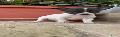 Chihuahua 1