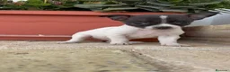 Chihuahua perros en venta: CHIHUAHUA MACHO BICOLOR CHOCOLATE Y BLANCO - Anuncio 6