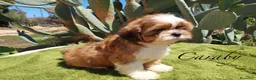 Shih Tzu perros en venta:  Shih-Tzu En Caraby Benidorm  en Alicante - Anuncio 8