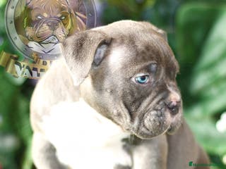 American Bully perros CRIADERO PROFESIONAL AMERICAN BULLY en Sevilla - Anuncio 20