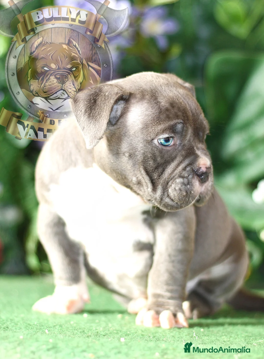 American Bully perros en venta: CRIADERO PROFESIONAL AMERICAN BULLY en Sevilla - Anuncio 1