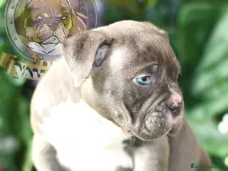 American Bully perros CRIADERO PROFESIONAL AMERICAN BULLY - Anuncio 1