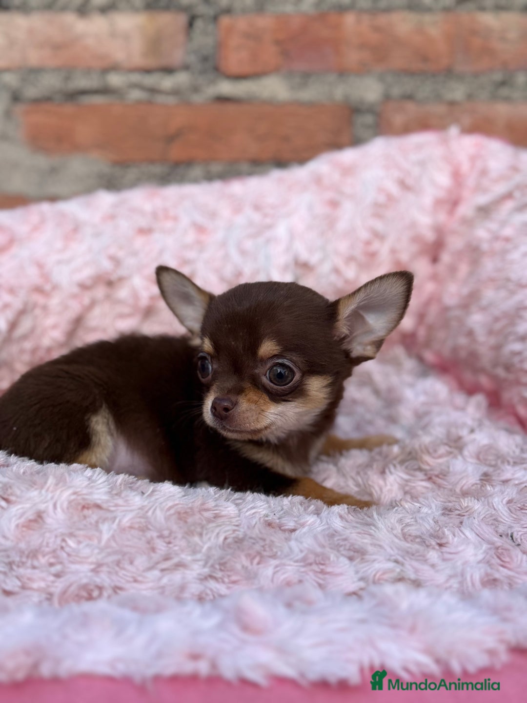 Chihuahua perros en venta: Chihuahua cabeza manzana toy macho - Anuncio 5