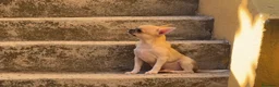 Chihuahua perros en venta: Chihuahua cabeza de manzana  - Anuncio 2