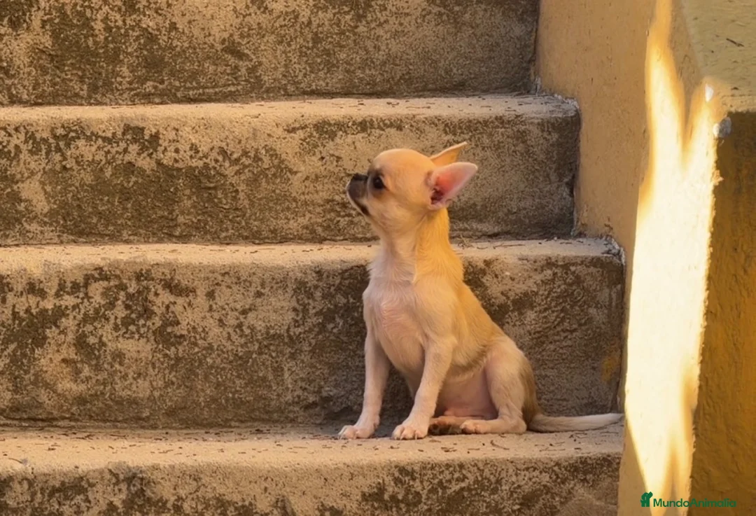 Chihuahua perros en venta: Chihuahua cabeza de manzana  - Anuncio 2