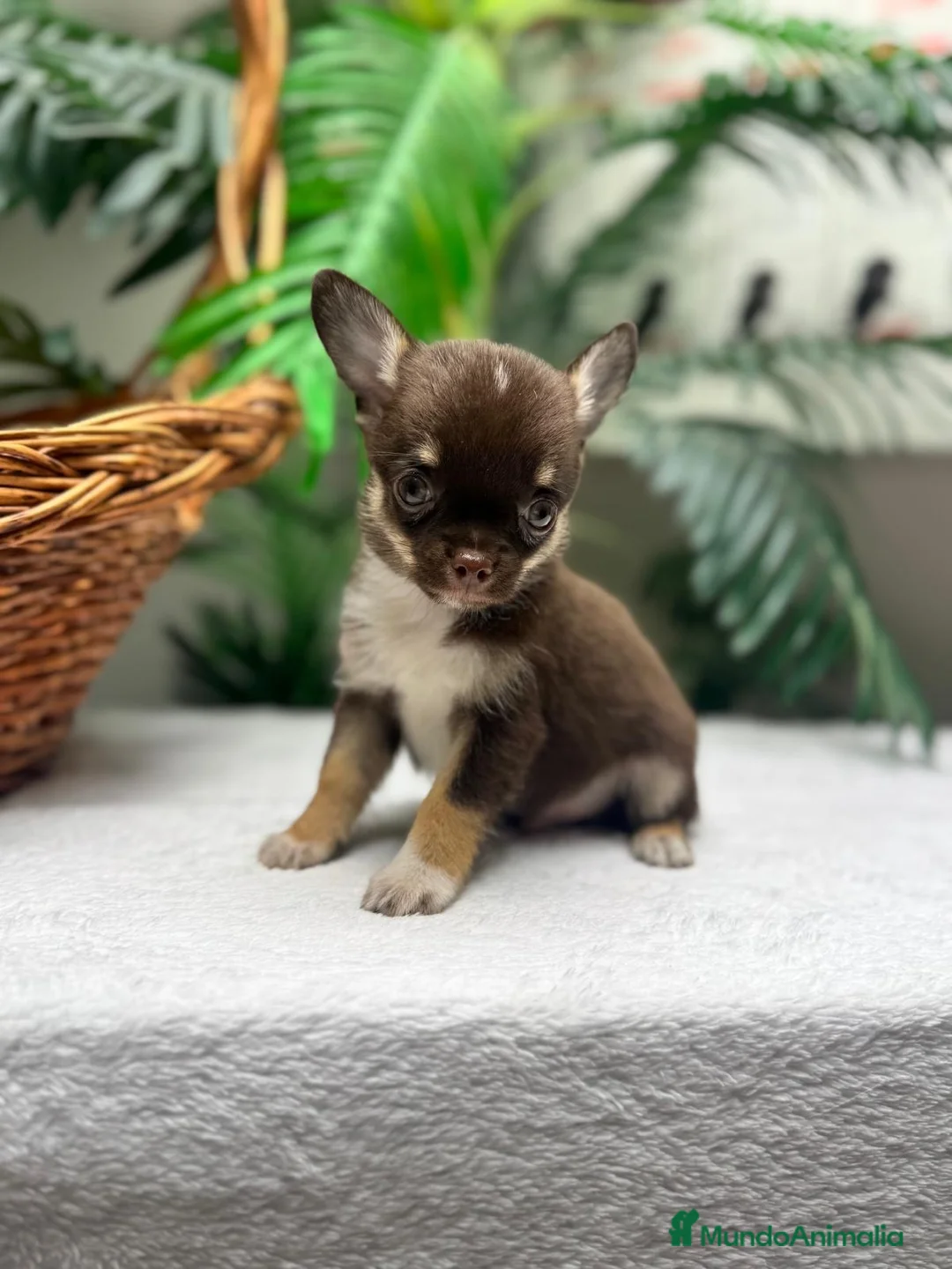 Chihuahua perros en venta: CHIHUAHUAS CHOCOLATE - Anuncio 2