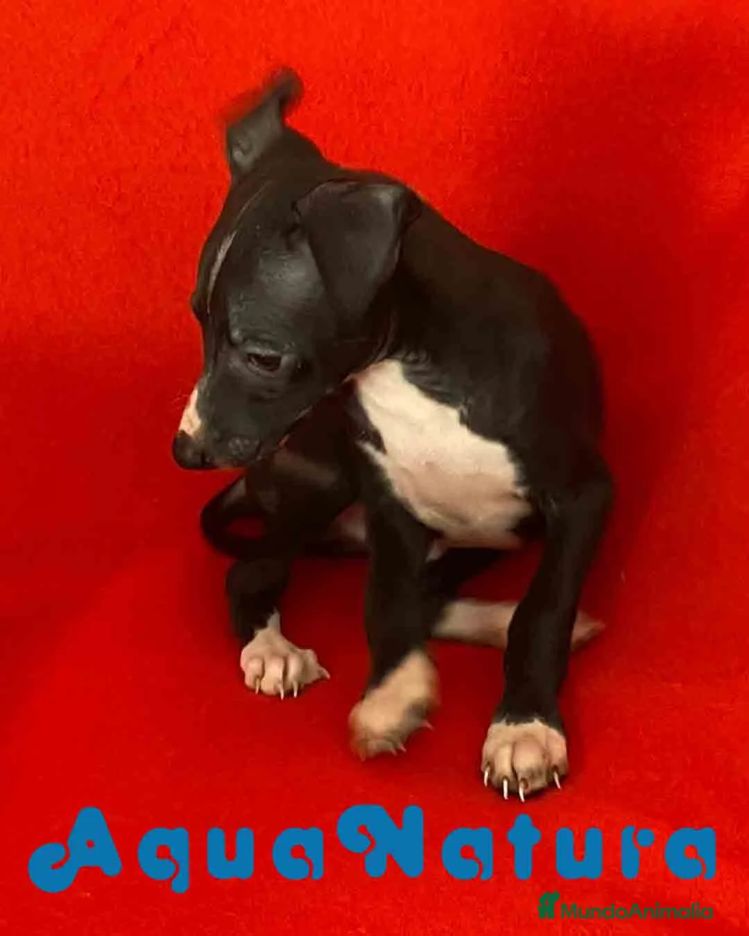 Pequeño Lebrel Italiano perros en venta: Lebrel Italiano Macho 7348 de BN - AQUANATURA en Barcelona - Anuncio 6
