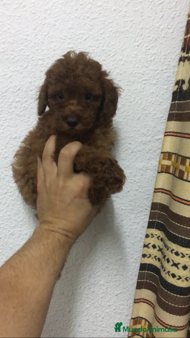 Caniche Toy perros CANICHES TOYS ROJOS PIMENTÓN  en Madrid - Anuncio 2