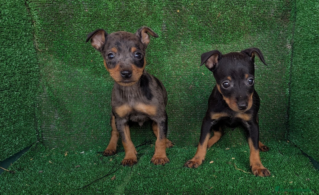 Pinscher Miniatura perros en venta: Pinscher miniaturas  - Anuncio 2