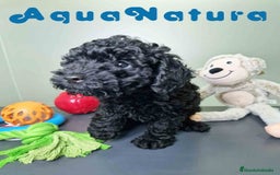 Caniche Enano perros en venta: Caniche Macho CJMM 4807 AQUANATURA - Imagen 4