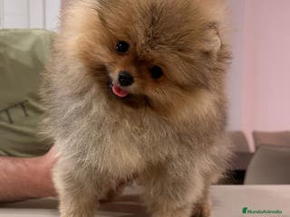 Pomerania perros BEBES POMERANIA en Málaga - Anuncio 5