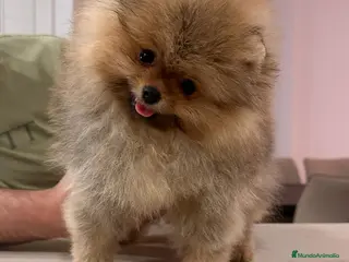 Pomerania perros BEBES POMERANIA en Málaga - Anuncio 12