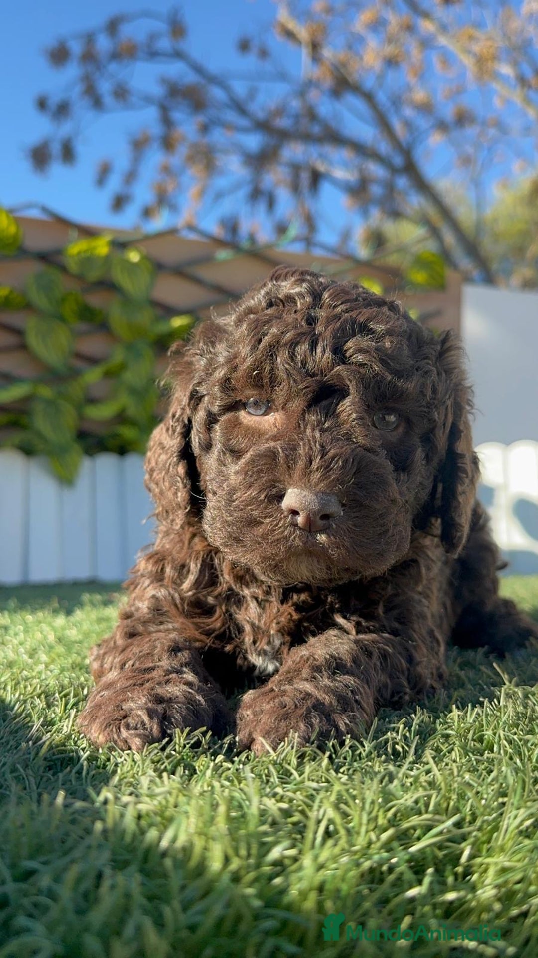 Perro de Agua Español perros en venta: PERRO DE AGUA ESPAÑOL - Anuncio 19