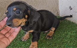 Teckel Miniatura perros en venta: Cachorro de Teckel miniatura Negra - Anuncio 1