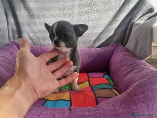 Chihuahua perros preciosos cachorrito de chihuahua - Anuncio 9