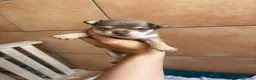 Chihuahua perros en venta: Hembra Chihuahua chocomerle🩷🐾 - Anuncio 1