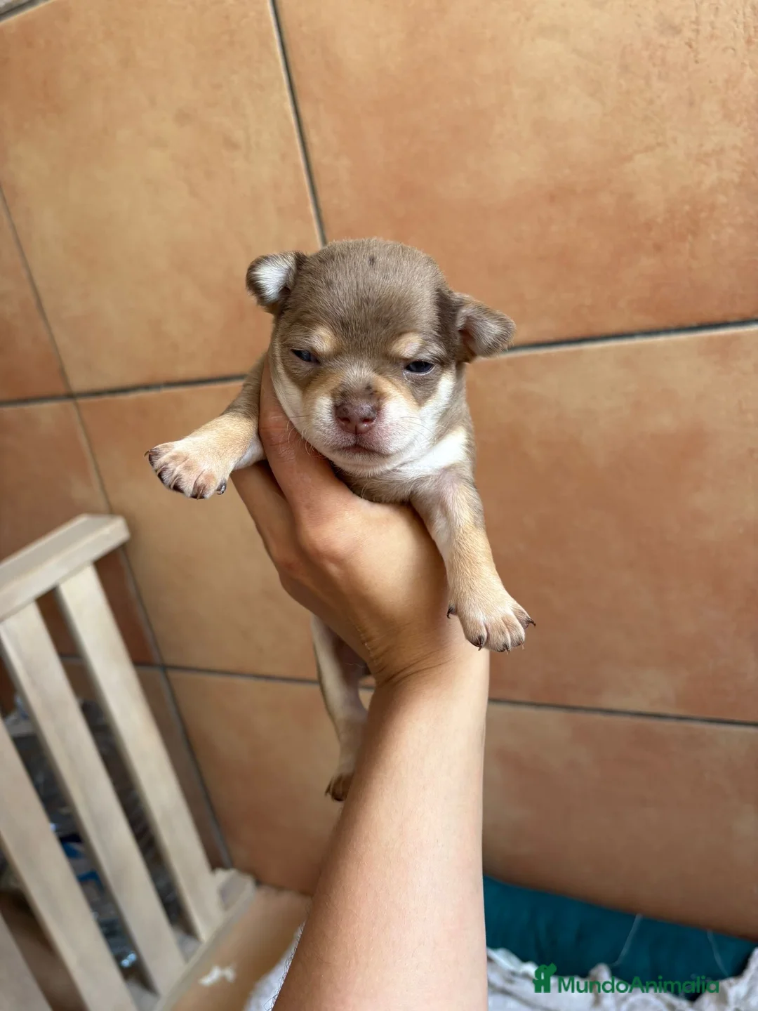 Chihuahua perros en venta: Hembra Chihuahua chocomerle🩷🐾 - Anuncio 1
