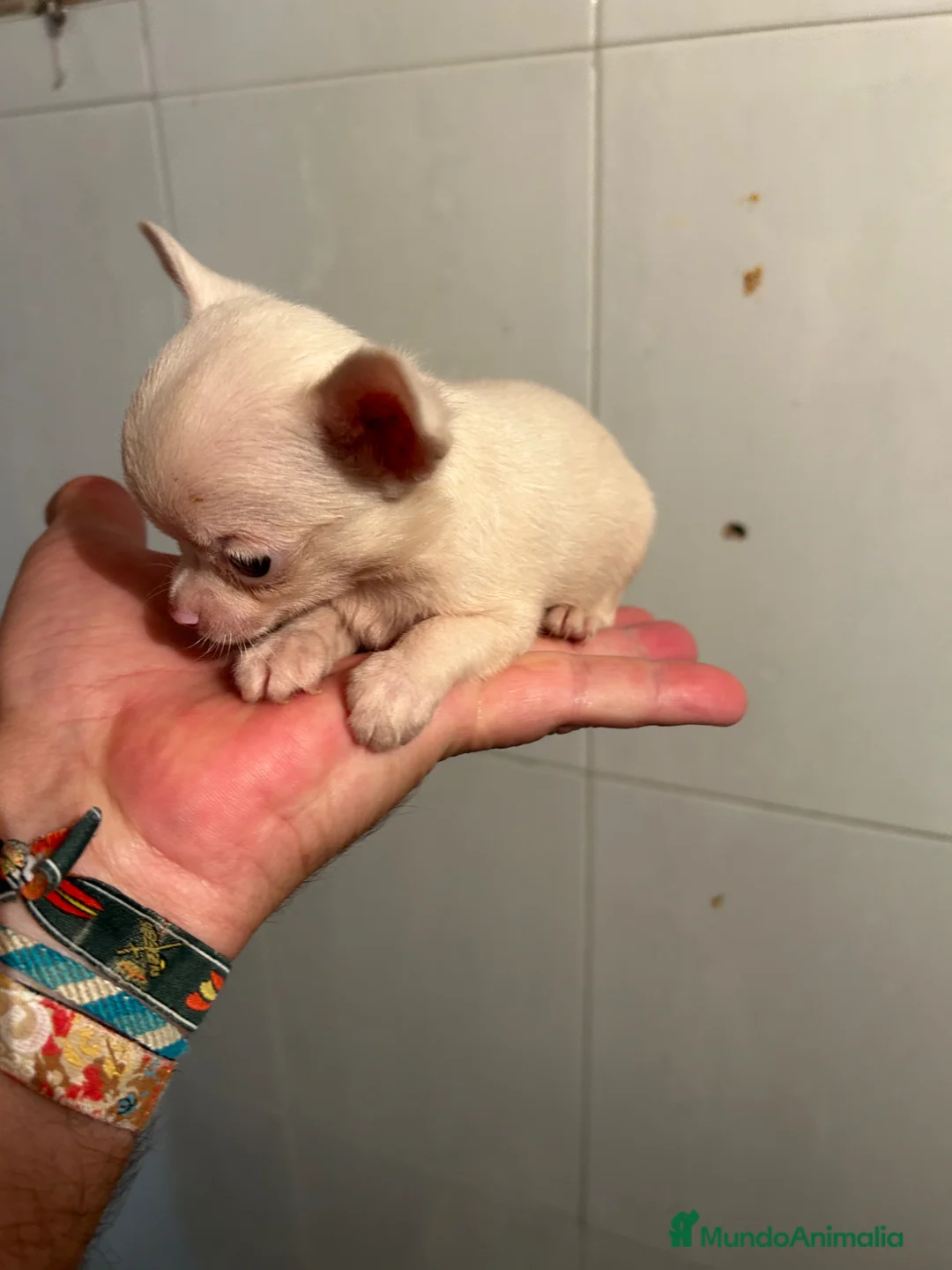Chihuahua perros en venta: Chihuahuas Micro Toy Toy Toy Calidad Toy - Anuncio 1