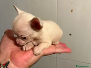 Chihuahua perros Chihuahuas Micro Toy Toy Toy Calidad Toy - Anuncio 1