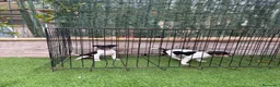 Gos Rater Valencià perros en venta: Rateros valencianos  - Anuncio 4