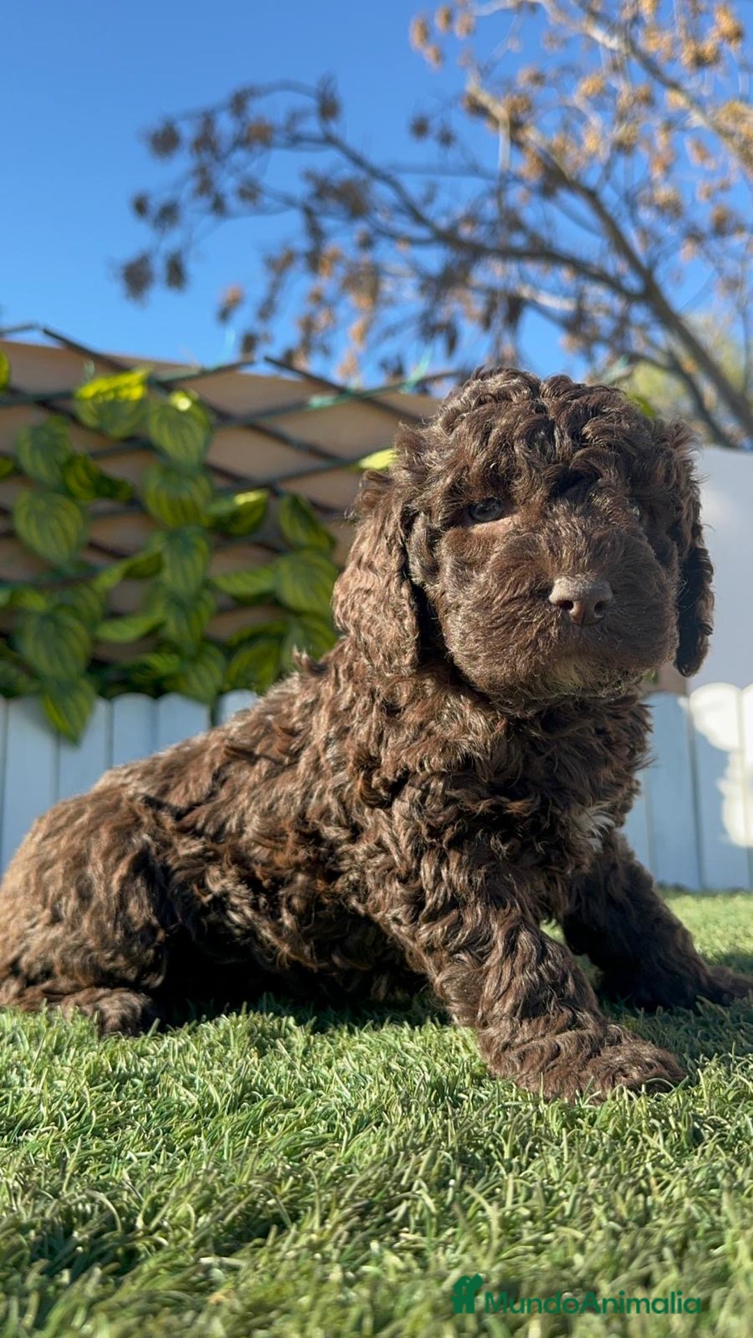 Perro de Agua Español perros en venta: PERRO DE AGUA MACHO - Anuncio 14