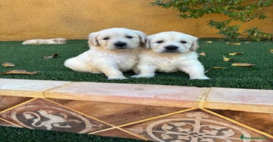 Golden Retriever perros - Anuncio 16