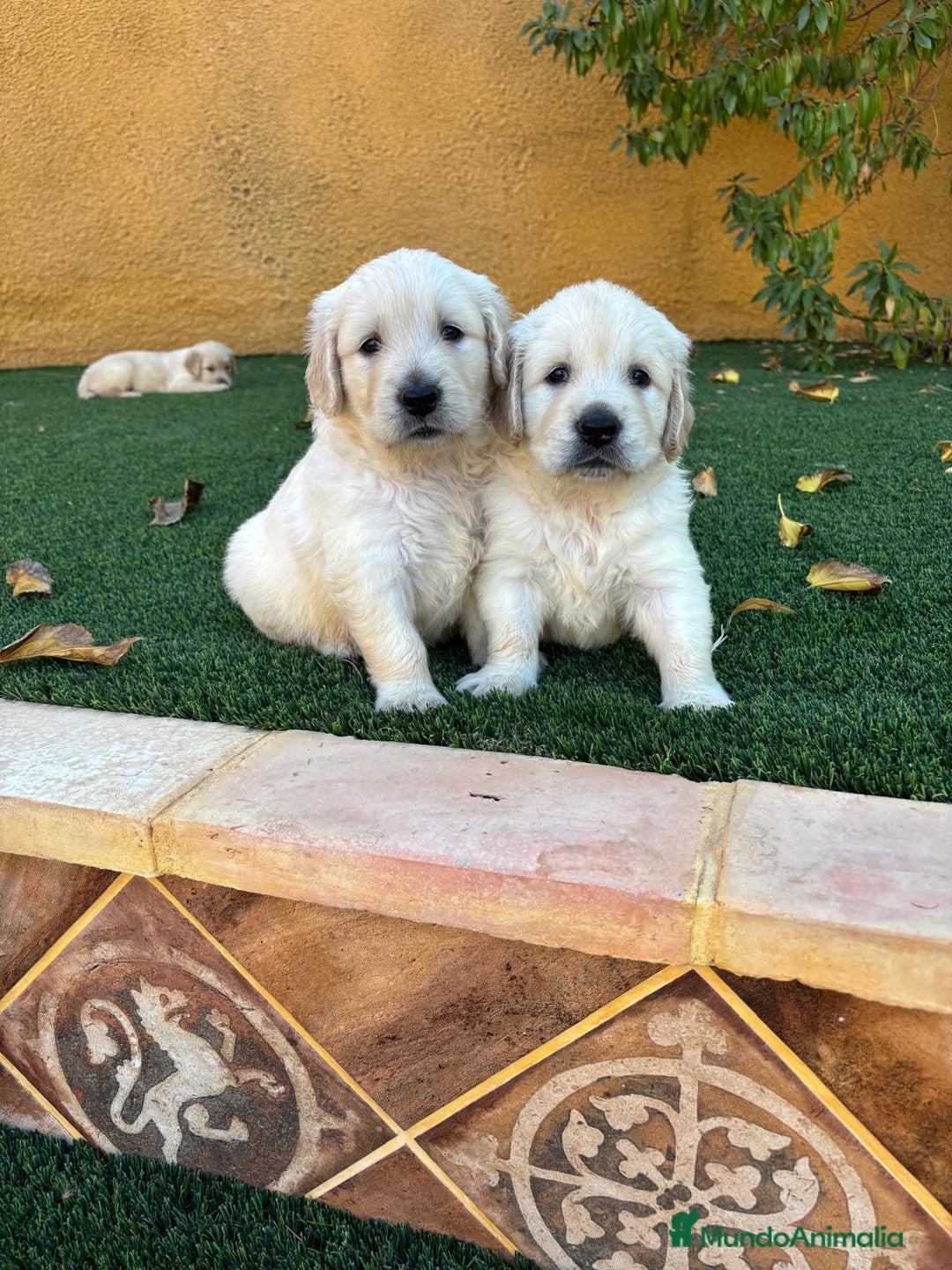 Golden Retriever perros en venta: GOLDEN RETRIEVER  - Imagen 2