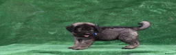 Pastor del Cáucaso perros en venta: Disponible Pastor del Cáucaso - Anuncio 9