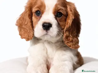 Cavalier King Charles Spaniel perros Cavalier color Blenheim - Anuncio 22