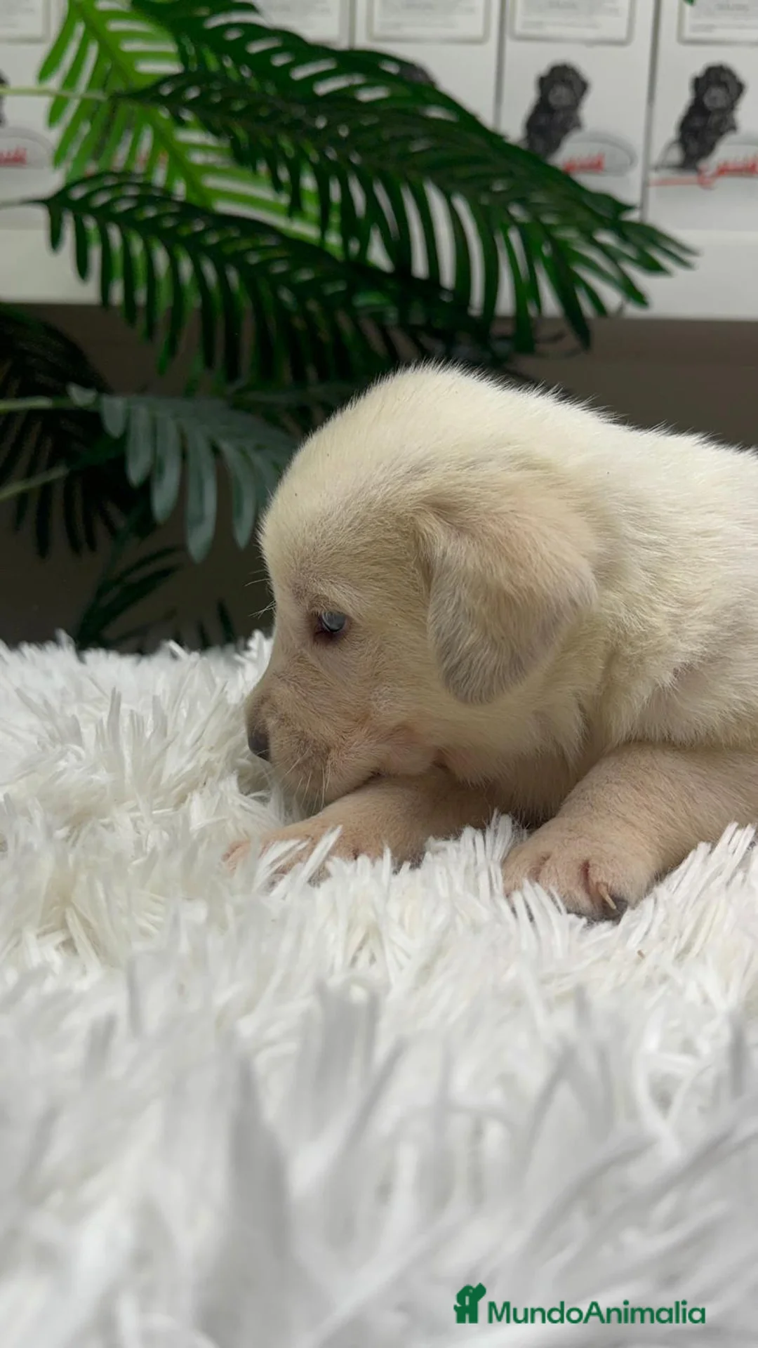 Mastín Español perros en venta: MASTIN ESPAÑOL - Anuncio 7