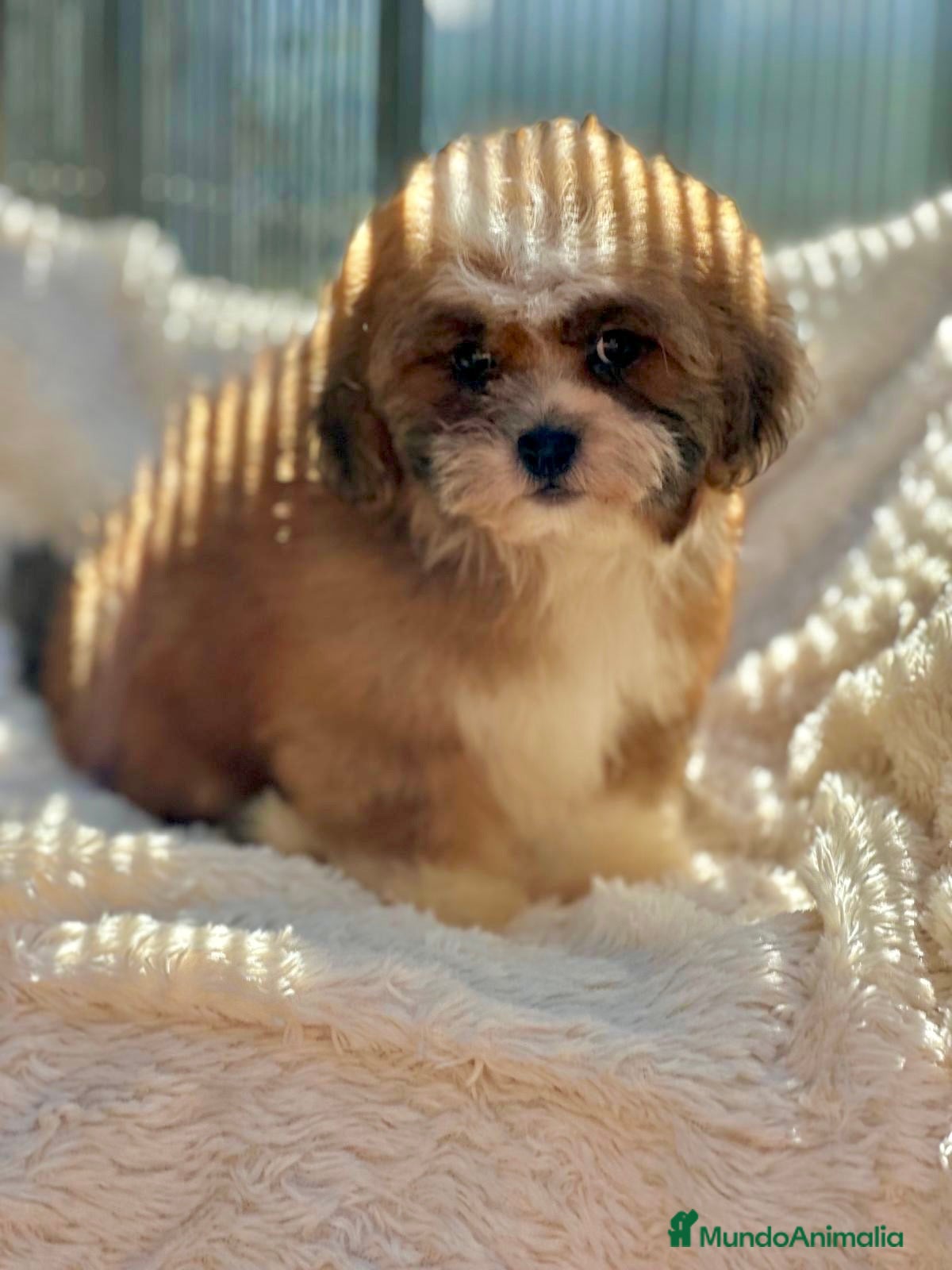 Shihpoo perros Shihpoo disponible  - Anuncio 1