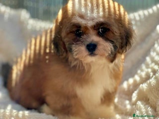 Shihpoo perros - Anuncio 31
