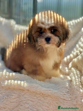 Shihpoo perros Shihpoo disponible - Anuncio 16