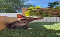 Chihuahua perros en venta: CHIHUAHUA MACHO - Imagen 3