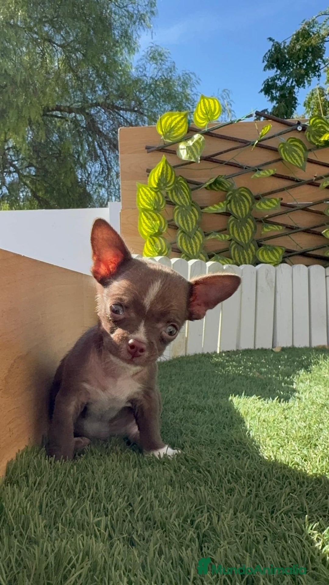 Chihuahua perros en venta: CHIHUAHUA MACHO - Imagen 3