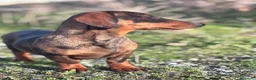 Teckel Miniatura perros en venta: Teckel  - Anuncio 1