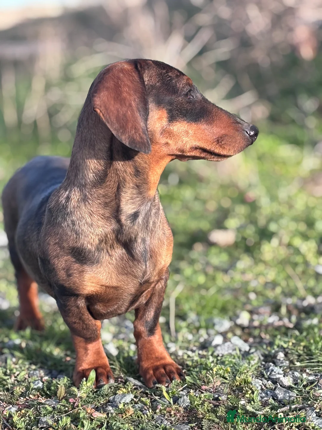 Teckel Miniatura perros en venta: Teckel  - Anuncio 1