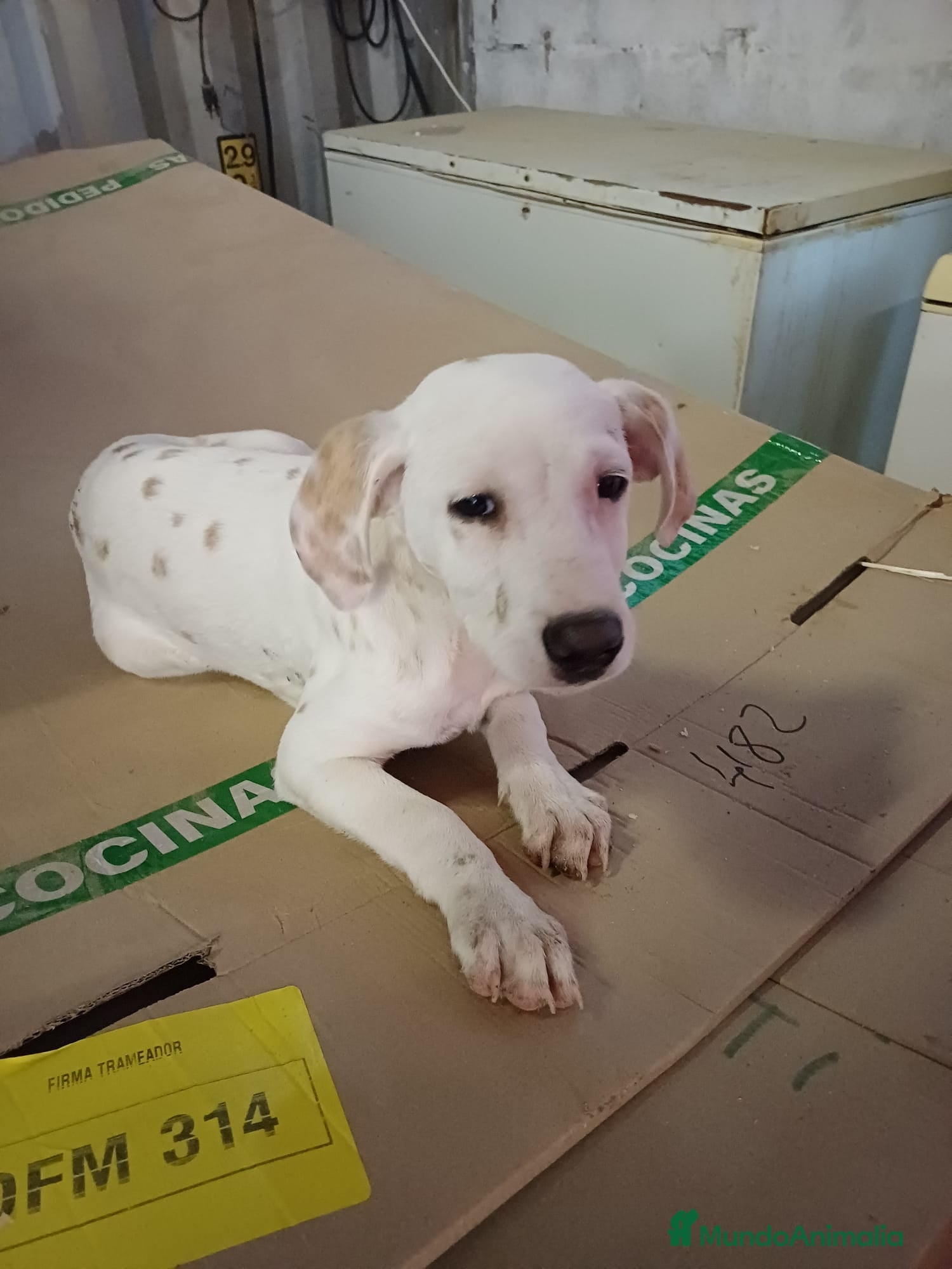 Dálmata perros Dalmata limón  - Anuncio 1