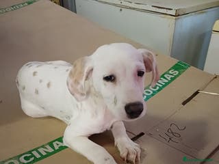 Dálmata perros Dalmata limón - Anuncio 32