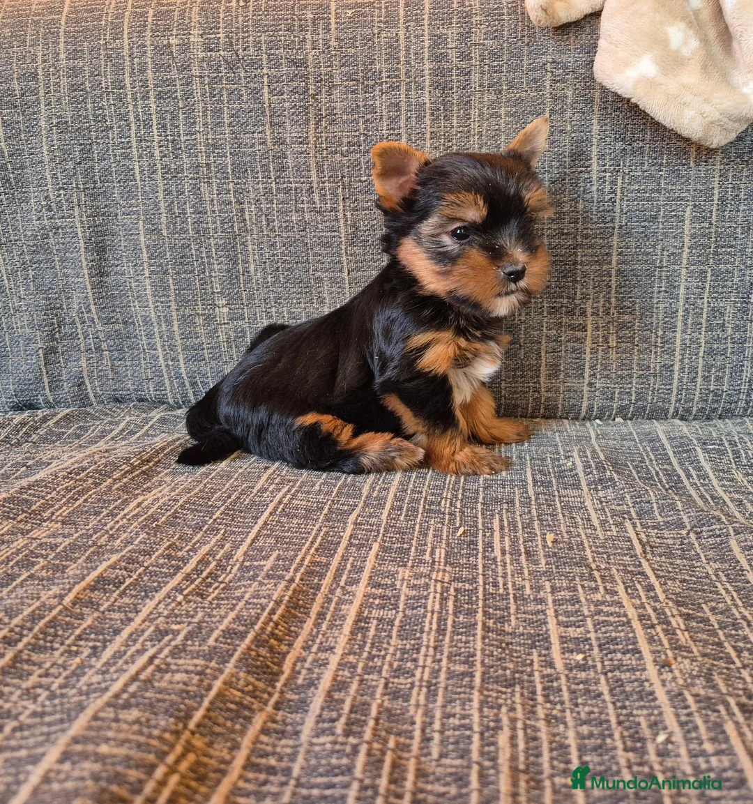 Yorkshire Terrier perros en venta: Cachorro de yorkshire terrier  - Anuncio 8