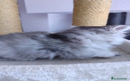 Británico de Pelo Largo gatos en venta: Hembra British Longhair - Imagen 4