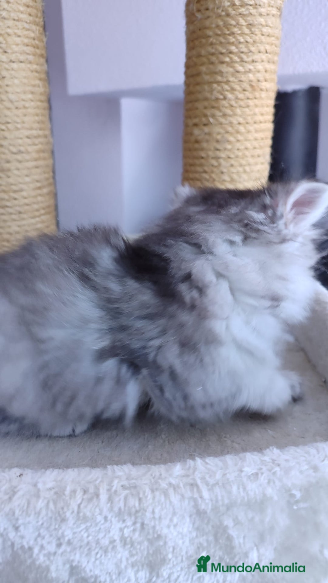 Británico de Pelo Largo gatos en venta: Hembra British Longhair - Imagen 4