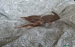 Chihuahua perros en venta: Chihuahuas  - Imagen 4