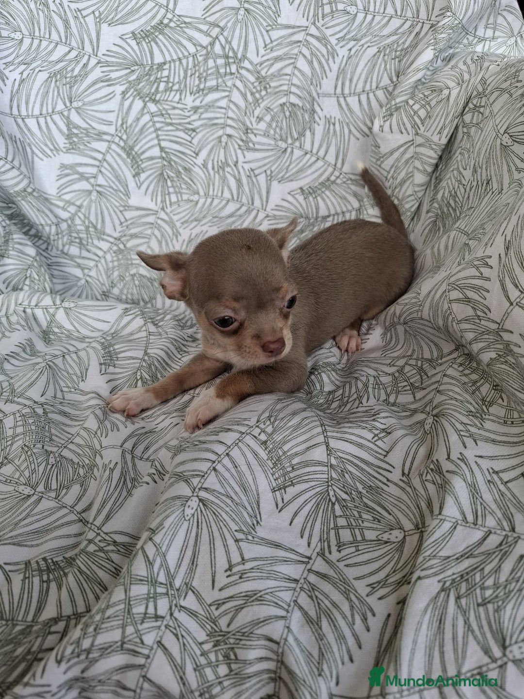 Chihuahua perros en venta: Chihuahuas  - Imagen 4