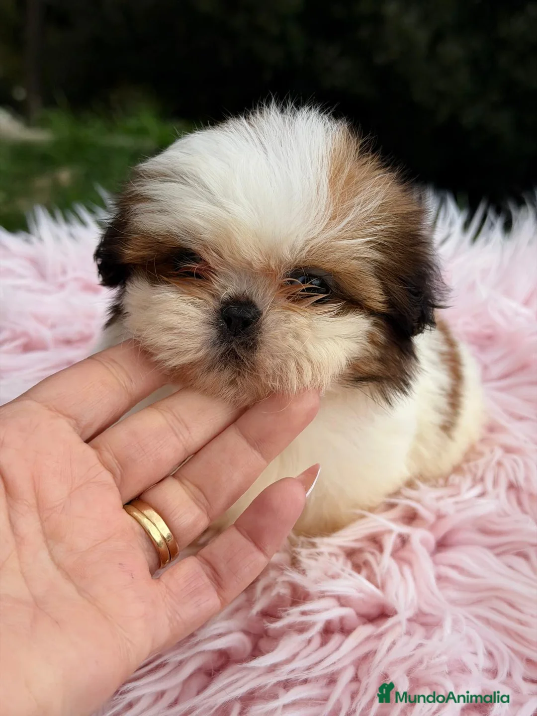 Shih Tzu perros en venta: SHIH TZU HEMBRA DISPONIBLE - Anuncio 2