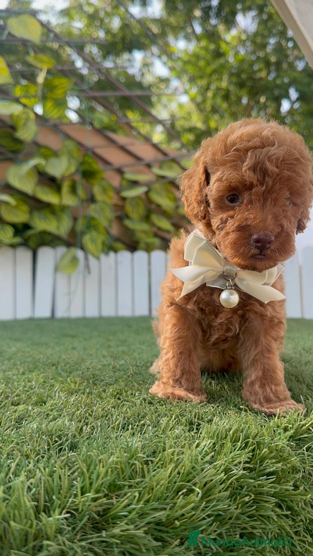 Caniche Toy perros en venta: CANICHE TOY EN SEVILLA, ENVIO A TODA ESPAÑA - Imagen 10