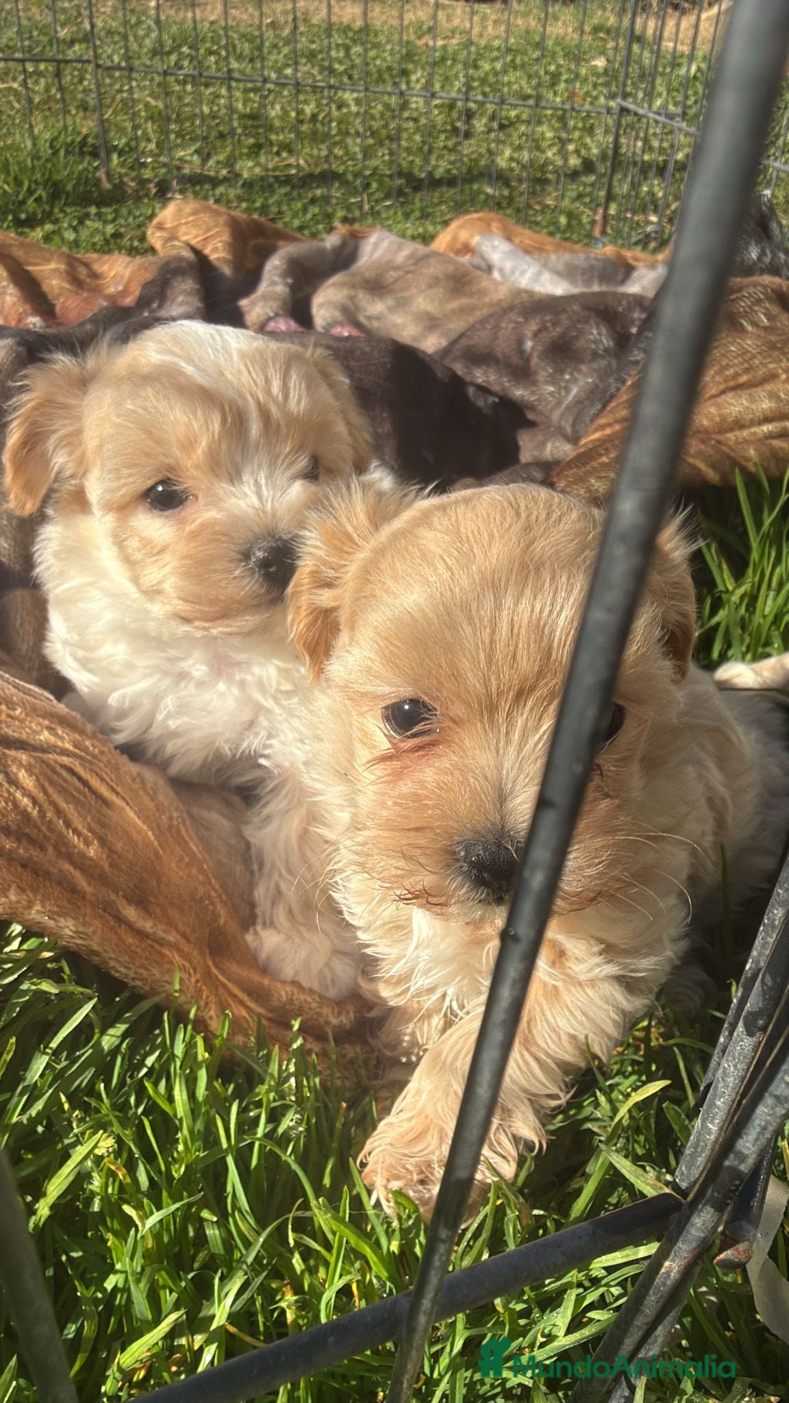 Maltipoo perros Preciosa hembra Maltipoo - Anuncio 1