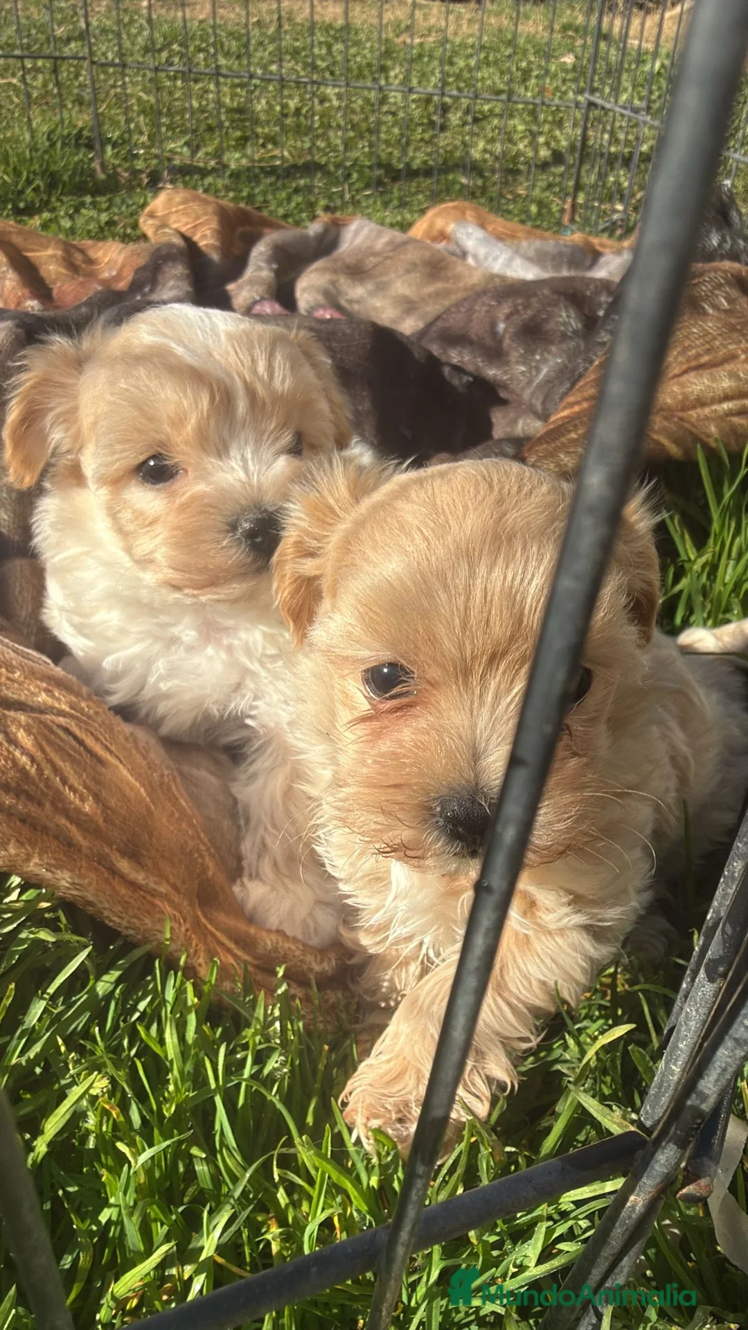 Maltipoo perros en venta: Preciosa hembra Maltipoo - Anuncio 1