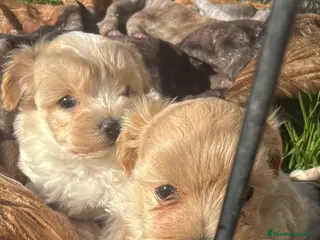Maltipoo perros Preciosa hembra Maltipoo - Anuncio 1